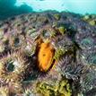 Rock scallop amid anemones at Begg Rock SMR