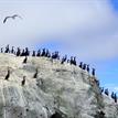 Brandt's cormorants, Blue Cavern Onshore SMCA (No-Take)