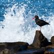 Black oystercatcher at Moonstone Beach, Cambria SMCA