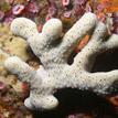 White finger sponge at Carmel Pinnacles SMR