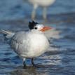 Royal tern at Laguna Beach SMCA