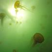 Pacific sea nettles in Pacific Grove Marine Gardens SMCA