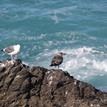 Gulls at Point Cabrillo SMR