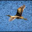 American bittern in Point Reyes SMR