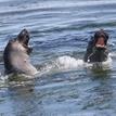 Northern elephant seals in surfgrass at the SMR