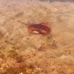 Haller's round ray in the shallows at the edge of Upper Newport Bay SMCA