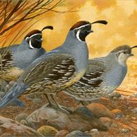 Gambel's Quail by Tim Turenne