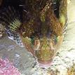 Close-up image of a fluffy sculpin in Greyhound Rock SMCA