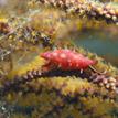 Simnia sea snail, Arrow Pt to Lion Head Pt SMCA