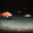 Canary rockfish over sedimentary seafloor, Big Creek SMCA