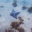 Bat ray at Blue Cavern Onshore SMCA (No-Take)