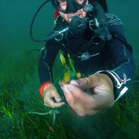 Scientific diver with Caulerpa prolifera