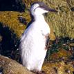 Common murre at Pacific Grove Marine Gardens SMCA