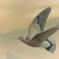 Band-tailed Pigeon by Clemente Guzman