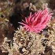 Hopkin's rose nudibranch at Cabrillo State Marine Reserve