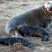 Female northern elephant seal with pups at Año Nuevo SMR