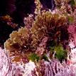 Sea lettuce, Z. farlowii, coralline algae at Laguna Beach SMCA