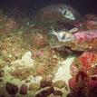 Pile perch swim above a colorful rocky reef at Pacific Grove Marine Gardens SMCA