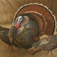 Wild Turkey by Jeffrey Klinefelter