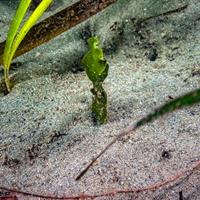 Young Caulerpa prolifera