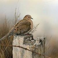 Mourning Dove by Sherrie Russell Meline