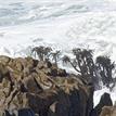 Sea palms at the surfline in Año Nuevo SMR