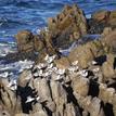 Sanderlings at Asilomar SMR