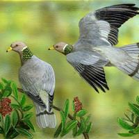 2025 Band-tailed pigeons by Diane Ford