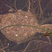 C-O sole in a surfgrass bed, Asilomar SMR