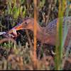 Ridgway’s rail with crab at Bolsa Chica. Photo by: Steven Eric Smith