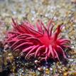 Hopkin's rose nudibranch in Greyhound Rock SMCA