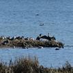 Seabirds in the Batiquitos Lagoon SMCA (No-Take)