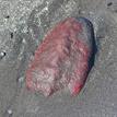 Gumboot chiton at Big Flat SMCA