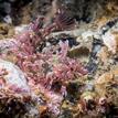 Crevice kelpfish at Campus Point SMCA (No-Take)