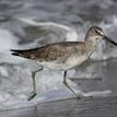 Willet in Carmel Bay SMCA