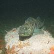 Lingcod in Carrington Point SMR