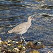 Willet at Cat Harbor SMCA