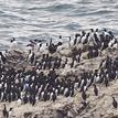 Common murres on Egg Rock