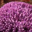 Purple hydrocoral at Farnsworth Offshore SMCA