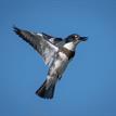 Belted kingfisher in Goleta Slough SMCA (No-Take)