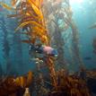 Male California sheephead and rockfish in kelp forest at Gull Island SMR