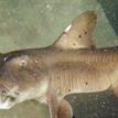 Horn shark at Long Point SMR