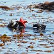 Southern sea otter holding a bat star, Morro Bay SMR