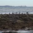Double-crested cormorants in Naples SMCA