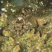 Woolly sculpin in Natural Bridges SMR