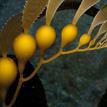 Giant kelp in Pacific Grove Marine Gardens SMCA