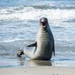 Elephant seal at Piedras Blancas SMR