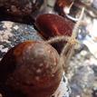 Western spiny brittle star and brown turban snails, Point Buchon SMR