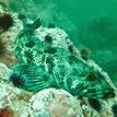 Lingcod and sea urchins at Point Cabrillo SMR