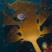 Southern sea palm and jeweled top snail in Point Lobos SMR